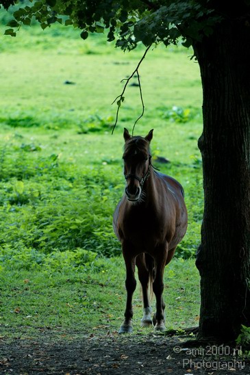 Horses_Nature_Landscape_Photography_009_Canon_EOS_7D.JPG