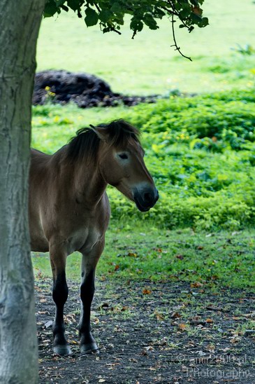 Horses_Nature_Landscape_Photography_010_Canon_EOS_7D.JPG