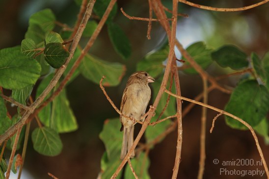 House_Sparrow_Nature_Landscape_Photography_002_Canon_EOS_7D.JPG