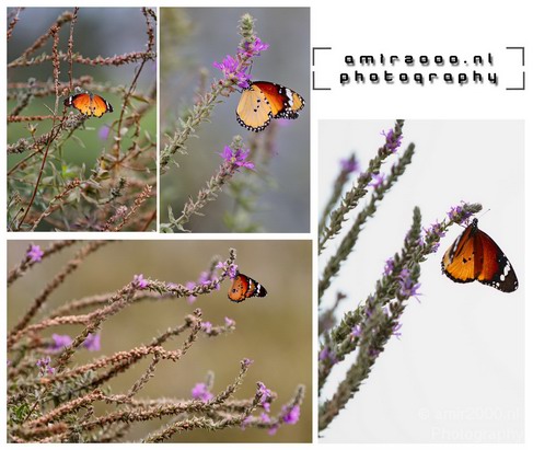 Hula_Valley_Butterfly_Nature_Landscape_Photography_001_Canon_EOS_7D.JPG