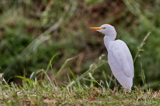 Hula_Valley_Cattle_Egret_Nature_Landscape_Photography_001_Canon_EOS_7D.JPG