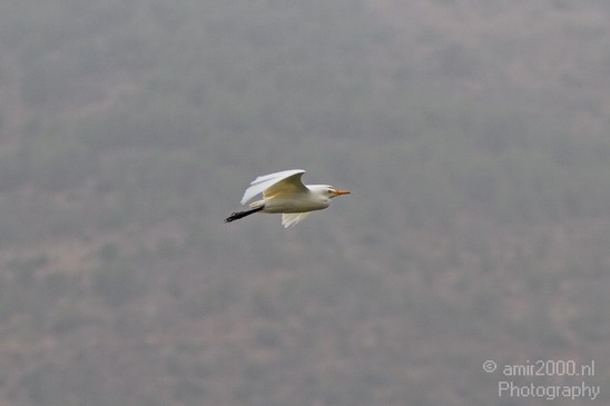 Hula_Valley_Cattle_Egret_Nature_Landscape_Photography_002_Canon_EOS_7D.JPG