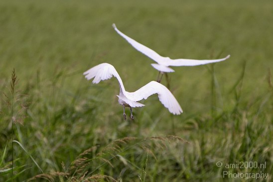 Hula_Valley_Cattle_Egret_Nature_Landscape_Photography_003_Canon_EOS_7D.JPG