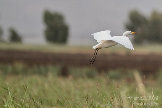 Hula_Valley_Cattle_Egret_Nature_Landscape_Photography_004_Canon_EOS_7D.JPG