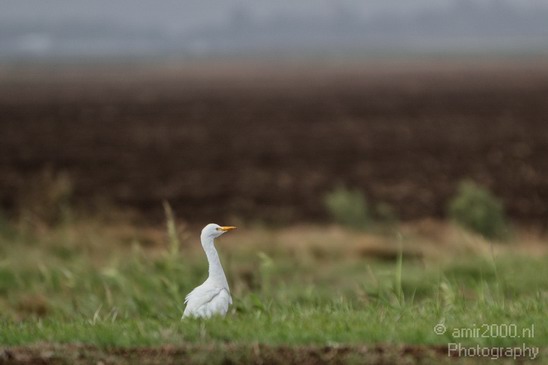 Hula_Valley_Cattle_Egret_Nature_Landscape_Photography_005_Canon_EOS_7D.JPG