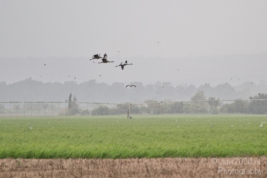 Hula_Valley_Common_Crane_Landscape_Photography_001_Canon_EOS_7D.JPG