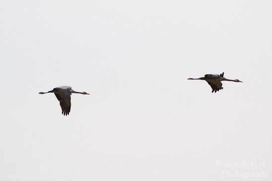 Hula_Valley_Common_Crane_Nature_Landscape_Photography_001_Canon_EOS_7D.JPG