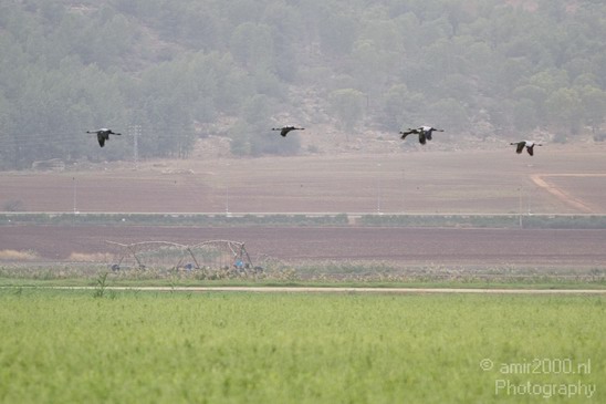 Hula_Valley_Common_Crane_Nature_Landscape_Photography_002_Canon_EOS_7D.JPG