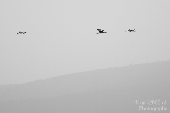 Hula_Valley_Common_Crane_Nature_Landscape_Photography_003_Canon_EOS_7D.JPG