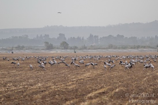 Hula_Valley_Common_Crane_Nature_Landscape_Photography_004_Canon_EOS_7D.JPG