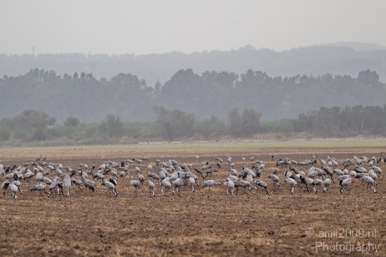 Hula_Valley_Common_Crane_Nature_Landscape_Photography_005_Canon_EOS_7D.JPG