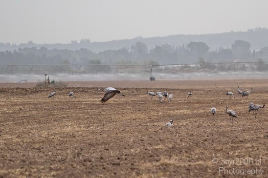 Hula_Valley_Common_Crane_Nature_Landscape_Photography_006_Canon_EOS_7D.JPG