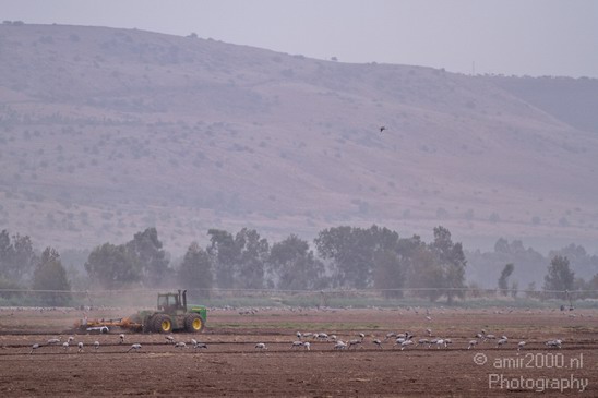 Hula_Valley_Common_Crane_Nature_Landscape_Photography_008_Canon_EOS_7D.JPG