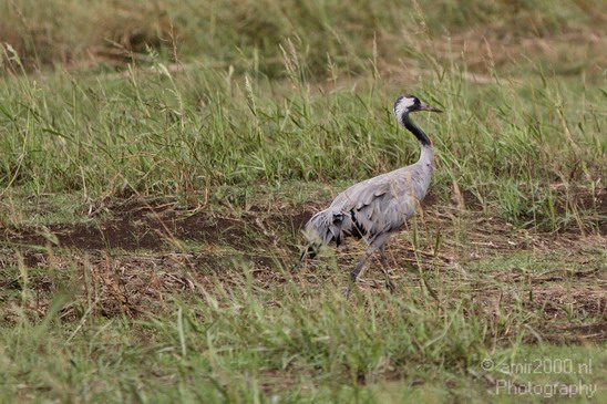 Hula_Valley_Common_Crane_Nature_Landscape_Photography_009_Canon_EOS_7D.JPG