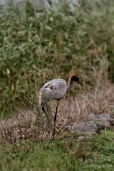 Hula_Valley_Common_Crane_Nature_Landscape_Photography_011_Canon_EOS_7D.JPG