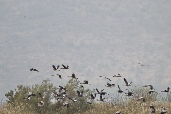 Hula_Valley_Common_Crane_Nature_Landscape_Photography_012_Canon_EOS_7D.JPG