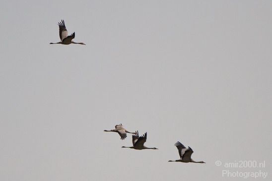 Hula_Valley_Common_Crane_Nature_Landscape_Photography_013_Canon_EOS_7D.JPG