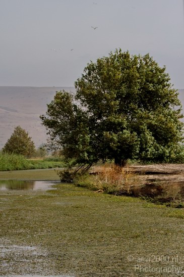 Hula_Valley_Landscape_view_Nature_Photography_007_Canon_EOS_7D.JPG