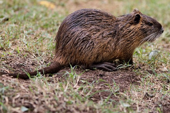 Hula_Valley_Nutria_Nature_Landscape_Photography_001_Canon_EOS_7D.JPG