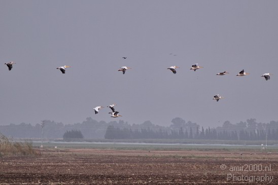 Hula_Valley_Pelican_Nature_Landscape_Photography_002_Canon_EOS_7D.JPG