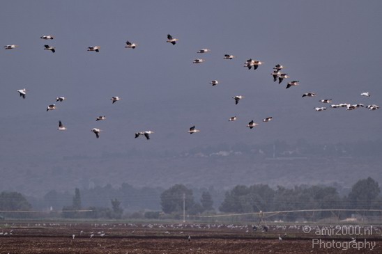 Hula_Valley_Pelican_Nature_Landscape_Photography_004_Canon_EOS_7D.JPG