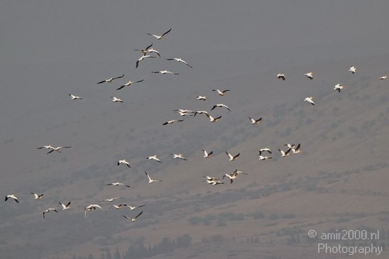 Hula_Valley_Pelican_Nature_Landscape_Photography_005_Canon_EOS_7D.JPG