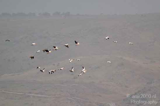 Hula_Valley_Pelican_Nature_Landscape_Photography_008_Canon_EOS_7D.JPG
