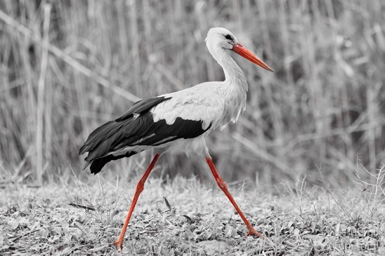 Hula_Valley_White_Stork_Birds_Photography_Landscape_001_Canon_EOS_7D.JPG