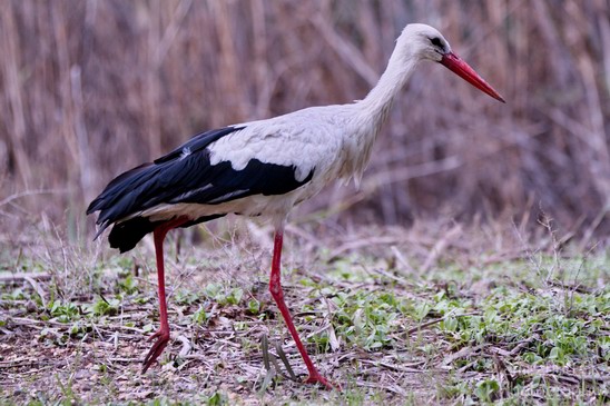 Hula_Valley_White_Stork_Birds_Photography_Landscape_002_Canon_EOS_7D.JPG