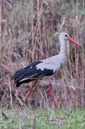 Hula_Valley_White_Stork_Birds_Photography_Landscape_003_Canon_EOS_7D.JPG