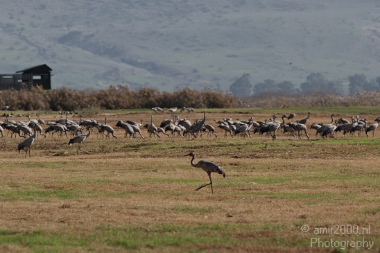 Hula_Valley_winter_Israel_Landscape_Photography_008_Canon_EOS_7D.JPG