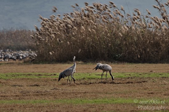 Hula_Valley_winter_Israel_Landscape_Photography_009_Canon_EOS_7D.JPG