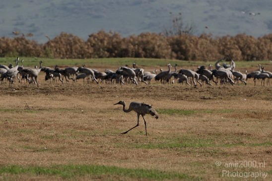 Hula_Valley_winter_Israel_Landscape_Photography_010_Canon_EOS_7D.JPG