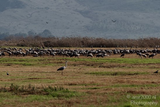 Hula_Valley_winter_Israel_Landscape_Photography_011_Canon_EOS_7D.JPG