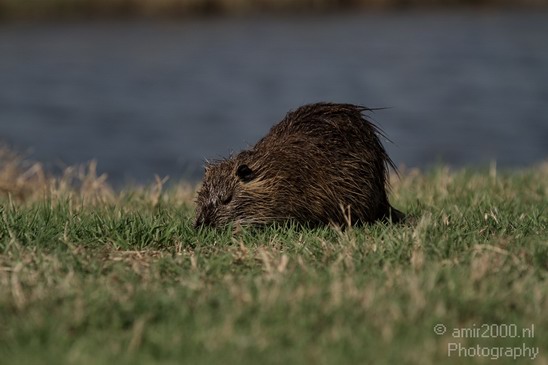 Hula_Valley_winter_Israel_Landscape_Photography_012_Canon_EOS_7D.JPG
