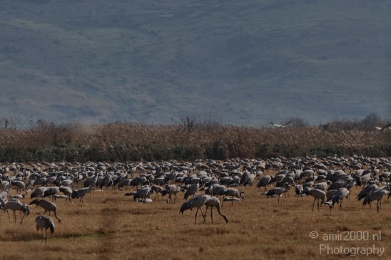 Hula_Valley_winter_Israel_Landscape_Photography_014_Canon_EOS_7D.JPG