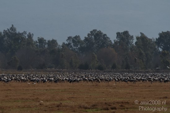 Hula_Valley_winter_Israel_Landscape_Photography_015_Canon_EOS_7D.JPG
