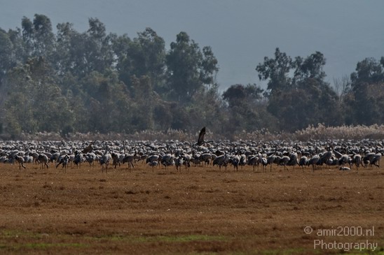Hula_Valley_winter_Israel_Landscape_Photography_016_Canon_EOS_7D.JPG