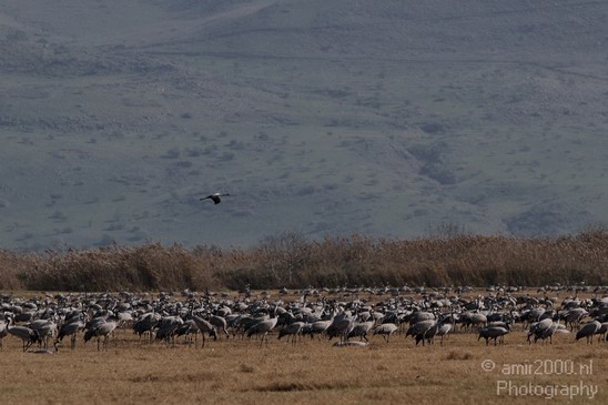 Hula_Valley_winter_Israel_Landscape_Photography_017_Canon_EOS_7D.JPG