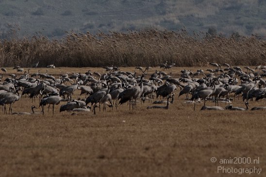 Hula_Valley_winter_Israel_Landscape_Photography_018_Canon_EOS_7D.JPG
