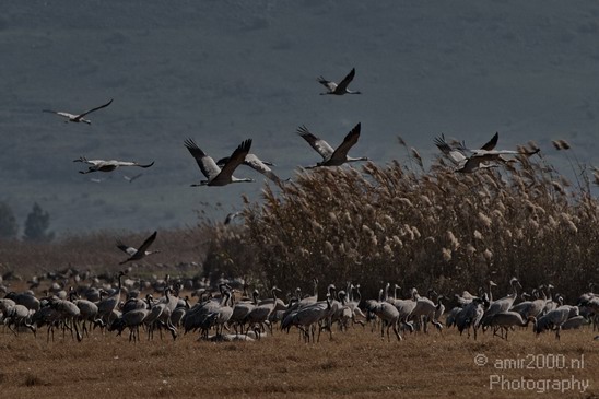 Hula_Valley_winter_Israel_Landscape_Photography_020_Canon_EOS_7D.JPG