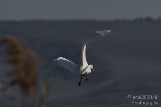 Hula_Valley_winter_Israel_Landscape_Photography_022_Canon_EOS_7D.JPG