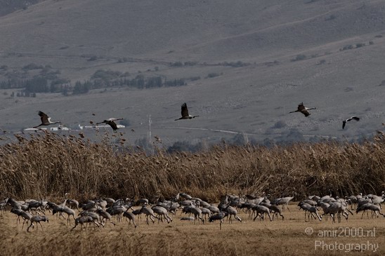 Hula_Valley_winter_Israel_Landscape_Photography_023_Canon_EOS_7D.JPG