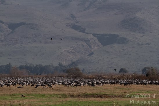 Hula_Valley_winter_Israel_Landscape_Photography_024_Canon_EOS_7D.JPG