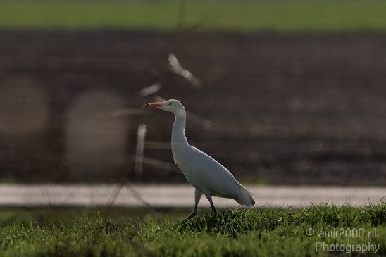 Hula_Valley_winter_Israel_Landscape_Photography_029_Canon_EOS_7D.JPG