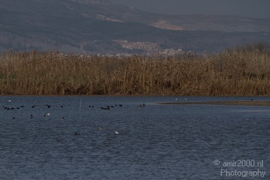 Hula_Valley_winter_Israel_Landscape_Photography_031_Canon_EOS_7D.JPG