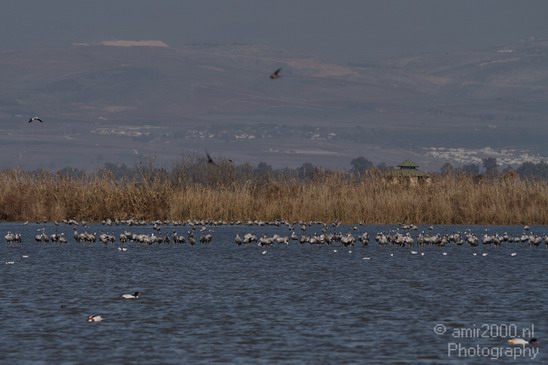 Hula_Valley_winter_Israel_Landscape_Photography_037_Canon_EOS_7D.JPG