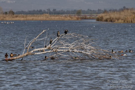 Hula_Valley_winter_Israel_Landscape_Photography_039_Canon_EOS_7D.JPG