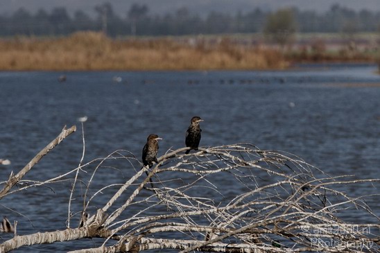 Hula_Valley_winter_Israel_Landscape_Photography_040_Canon_EOS_7D.JPG