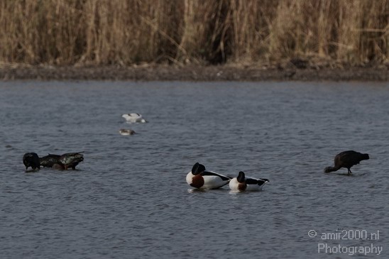 Hula_Valley_winter_Israel_Landscape_Photography_047_Canon_EOS_7D.JPG